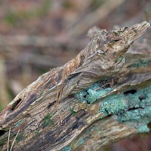 Holzgeist.jpg