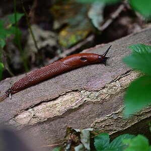 Nacktschnecke2.jpg