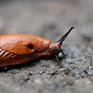 Nacktschnecke.jpg