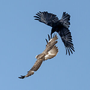 NZ9_0226_Krähe bedrängt Bussard_OIA_5_2023.jpg