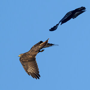 NZ9_2292_Krähe scheucht Bussard_IA_1_2024.jpg