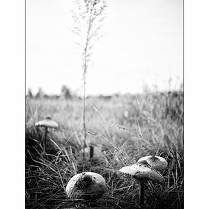 SeeDSC_1393.jpg