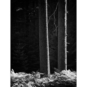 ErzDSC_1337.jpg