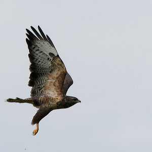 N9222037nikon.jpg