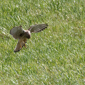 N9282170nikon.jpg