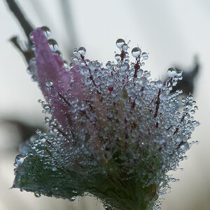 N9292367nikon.jpg