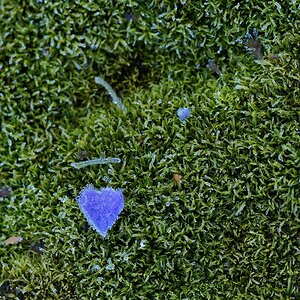N9292447nikon (Custom).jpg