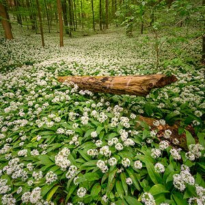 WaldBaerlauch_PZ68390_For.jpg