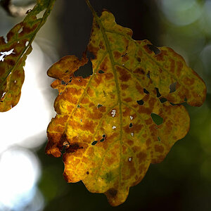 Bokeh.jpg