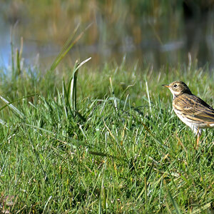 WK1_6283-D_Wiesenpieper 2_NF.JPG