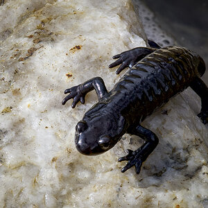Alpensalamander