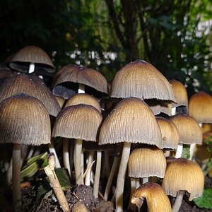 Pilze2.jpg