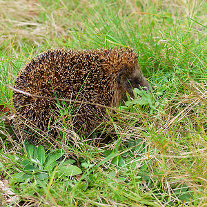 Igel Nachwuchs 2024 b.jpg