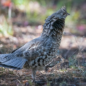Ruffed Grouse.jpg