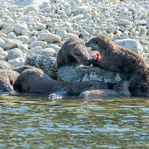 Flussotter Familie.jpg