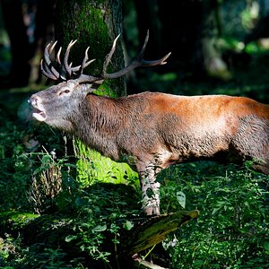 Rothirschbrunft II.jpg