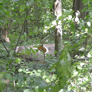 Tank im Wald.jpg