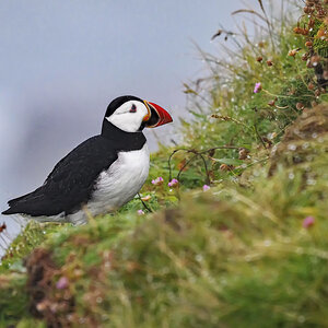 NZ9_2924_Puffin im Regen IIA_Handa_Schottland_7_2024.jpg
