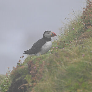 NZ9_2924_Puffin Handa_original Wettereindruck_IA_7_2024.jpg