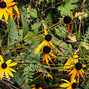 PA090092-Edit.jpg