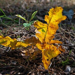 Herbstleuchten.jpg