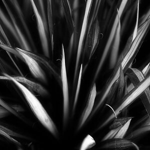 Palmlilie BW 2.jpg