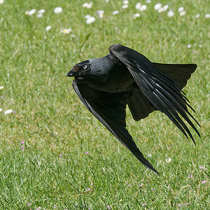 N6051889nikon.jpg