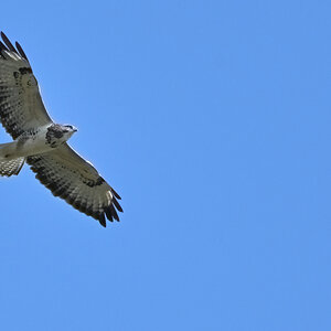 WK1_3118_Mäusebussard-Dst_NF.JPG