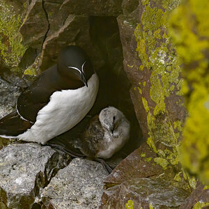NZ9_2941_Tordalk mit Nachwuchs_Handa_Schottland_IA_7-2024.jpg