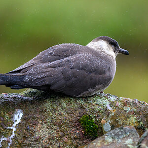 NZ9_2879_Skua_Jungvogel_Handa_Schottland_IA_7-2024.jpg