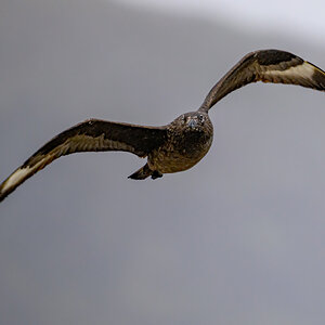 NZ9_2858_Skua_Handa_Schottland_IA_7-2024.jpg