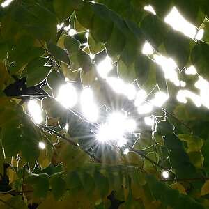 Gegenlicht.jpg
