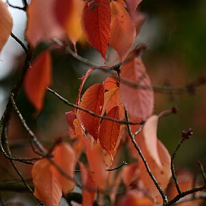Herbst07.jpg