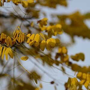 Herbst08.jpg