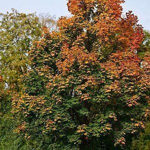 Herbst16.jpg