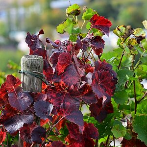 Herbst27.jpg