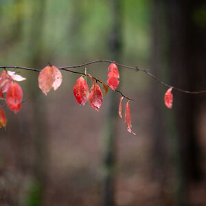 Herbstbokeh 1.jpg