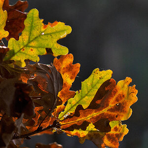 Herbst.jpg