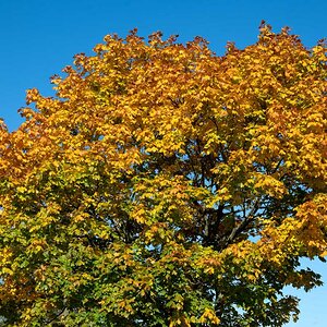 Goldener Oktober 1.jpg