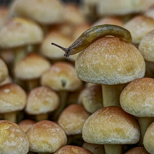 Zeigt her eure … Nacktschnecken