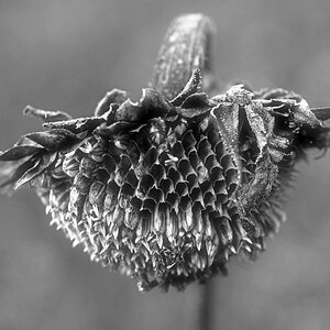 Sonnenblume 1-3 BW.jpg