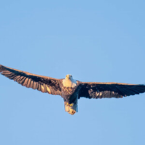 Bald Eagle BIF1.jpg
