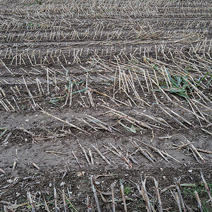 Maisfeld_Q1000019_12.jpg