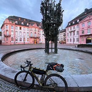 Rose am Fastnachtsbrunnen