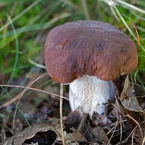 Steinpilz.jpg