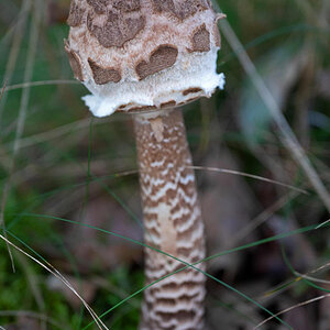 Parasol-1.jpg