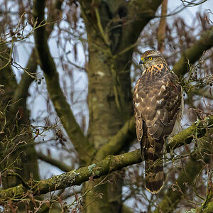 NZ9_8947_Bussard mit Schulterblick_IA_3_2024.jpg