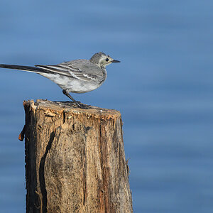 NZ9_5784_Bachstelze_Jungvogel_IA_8-2024.jpg