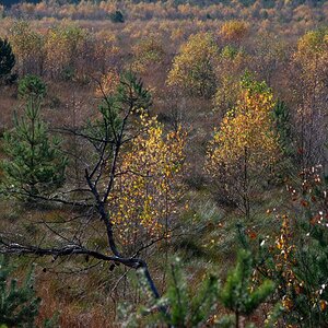 Moorherbst 2.jpg