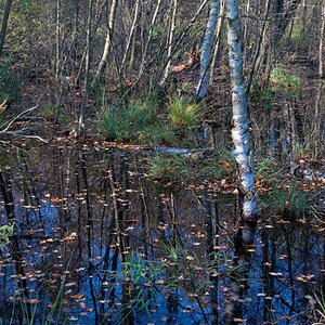 Moorherbst 8.jpg